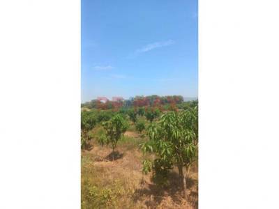 Terreno Agr&iacute;cola en Venta &ndash; 50% de Acciones y Derechos | Tambogrande &ndash; Piura